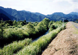 伏流水の取水口とヤナギ林の写真