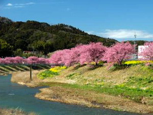 みなみの桜と菜の花まつりの写真