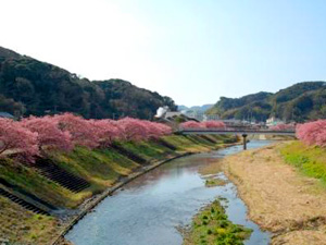 青野川堤防沿いの桜並木の写真