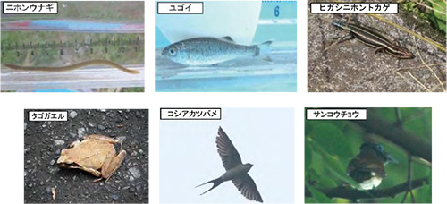 熱海和田川で確認されている重要種