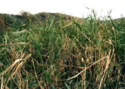 湿地環境に見られるヨシの写真
