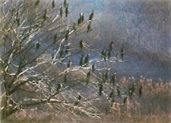 河岸の樹林を集団繁殖地、ねぐらとしているカワウの写真