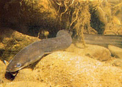 回遊性魚類のウナギの写真