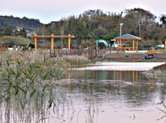 中新井池の写真