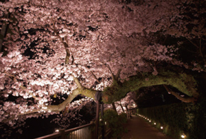 松川遊歩道（夜桜）の写真
