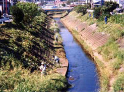 地域活動による除草・草刈り（韮山古川）の写真
