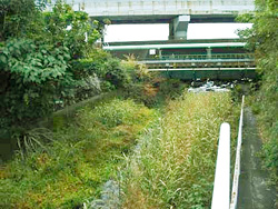 神沢川橋下流の写真