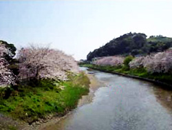 勝間田川の桜堤の写真1