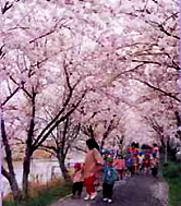 勝間田川の桜堤の写真2