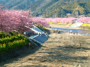 河津川沿いの桜並木と菜の花の画像
