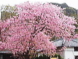 河津桜の原木の写真