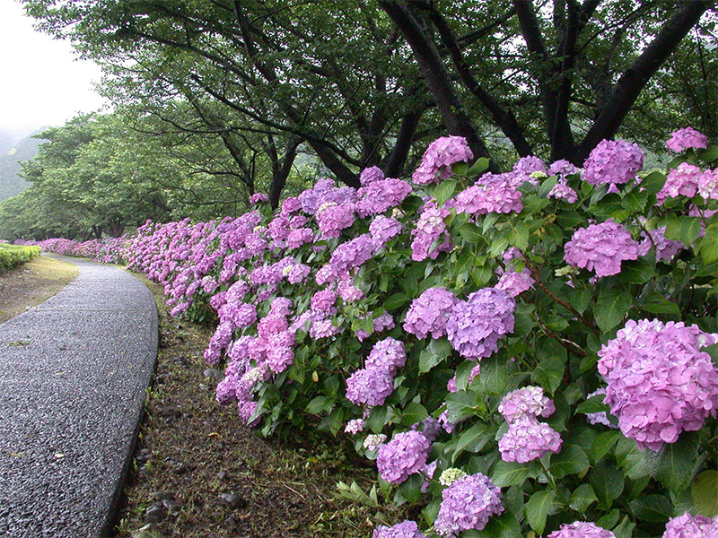 6月から咲き始める那賀川沿いのアジサイ