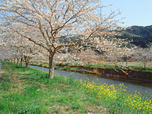那賀川桜並木の写真