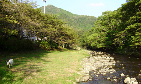 那賀川ののどかな風景の写真