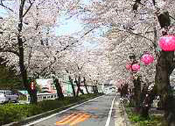 家山の桜トンネルの写真