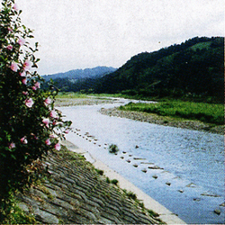 太田川中流の写真