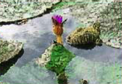 中新井池の珍しいオニバスの写真