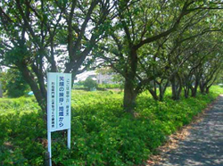 地域住民によって維持管理されている桜並木の写真