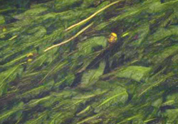 順流域で見られる水生植物の写真