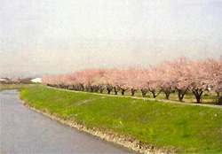 栃山川の桜並木の写真