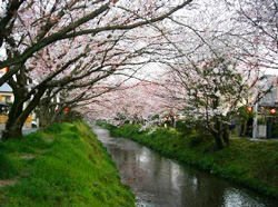 大沢川の桜まつりの写真